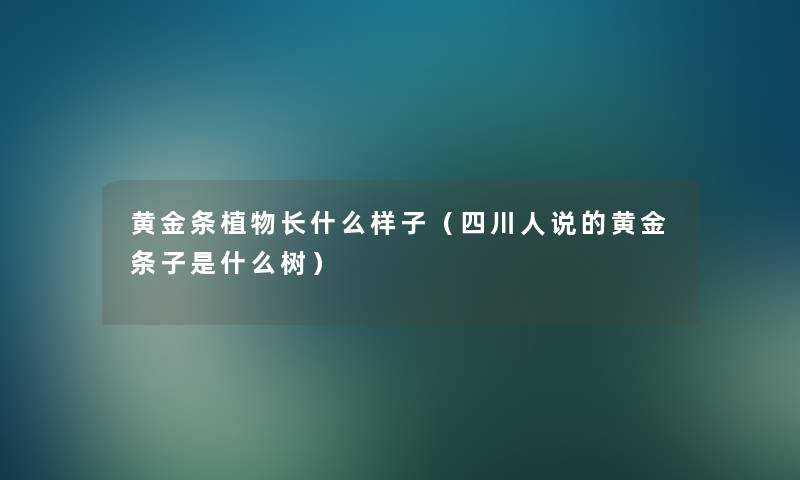 黄金条植物长什么样子（四川人说的黄金条子是什么树）