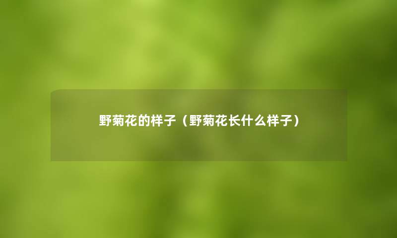 野菊花的样子（野菊花长什么样子）