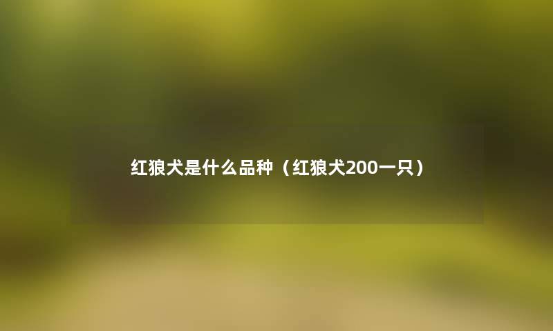 红狼犬是什么品种（红狼犬200一只）